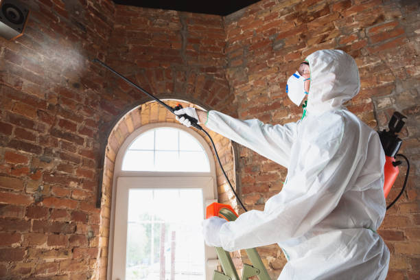 Best Industrial Mold Remediation  in Rocky Point, NY