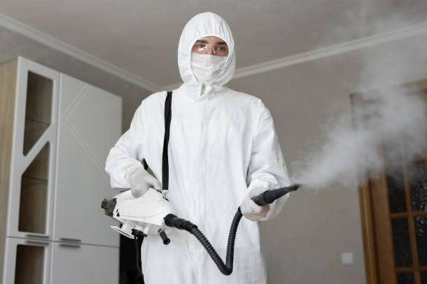 Best Basement Mold Removal  in Rocky Point, NY